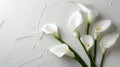 Calla Lily Sympathy Condolence Card on White Background for Loss