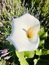 Calla lily Top down view of a calla lily in lavender  field. Royalty Free Stock Photo