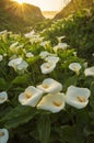 Calla Lily Valley Royalty Free Stock Photo