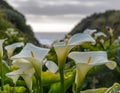 Calla Lily Valley in bloom Royalty Free Stock Photo