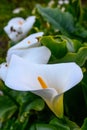 Calla Lily Valley Close Up Royalty Free Stock Photo