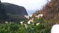 Calla lily valley, Garrapata beach, Big Sur white flower, California ocean coast Royalty Free Stock Photo