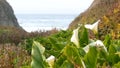 Calla lily valley, Garrapata beach, Big Sur white flower, California ocean coast Royalty Free Stock Photo