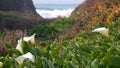 Calla lily valley, Garrapata beach, Big Sur white flower, California ocean coast Royalty Free Stock Photo