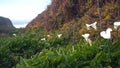 Calla lily valley, Garrapata beach, Big Sur white flower, California ocean coast Royalty Free Stock Photo