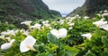 Calla Lily Valley at Garrapata State Park Big Sur