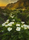 Calla Lily Valley SUnset Royalty Free Stock Photo