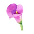 Calla lily watercolor hand drawn isolated on white background. Floral illustration element. Pink flower clipart for Royalty Free Stock Photo