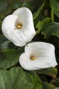 Calla lily with watter drops Royalty Free Stock Photo