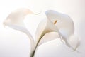 Calla lily wedding flower botany beauty nature plant white flora blossom Royalty Free Stock Photo