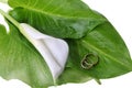 Calla lily and wedding rings Royalty Free Stock Photo