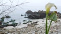Calla lily white flower, pebble beach, Monterey, California foggy ocean coast. Royalty Free Stock Photo