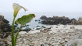 Calla lily white flower, pebble beach, Monterey, California foggy ocean coast. Royalty Free Stock Photo