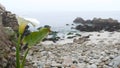 Calla lily white flower, pebble beach, Monterey, California foggy ocean coast. Royalty Free Stock Photo