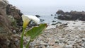 Calla lily white flower, pebble beach, Monterey, California foggy ocean coast. Royalty Free Stock Photo