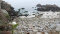 Calla lily white flower, pebble beach, Monterey, California foggy ocean coast. Royalty Free Stock Photo