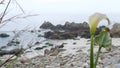 Calla lily white flower, pebble beach, Monterey, California foggy ocean coast. Royalty Free Stock Photo