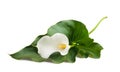 Calla lily