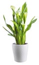 Calla Lily in a White Pot Royalty Free Stock Photo