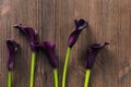 Calla lily wooden table Royalty Free Stock Photo