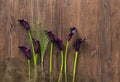 Calla lily wooden table Royalty Free Stock Photo