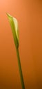 Calla lily or Zantedeschia