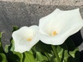 Calla lily / Zantedeschia aethiopica / Arum lily, Zantedeschia, Zimmerkalla, Kalla, L`Arum blanc, Arum dÃ¢â¬â¢Ãâ°thiopie or Richarde