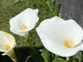 Calla lily / Zantedeschia aethiopica / Arum lily, Zantedeschia, Zimmerkalla, Kalla, L`Arum blanc, Arum dÃ¢â¬â¢Ãâ°thiopie or Richarde