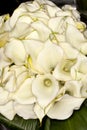 Calla-lily Zantedeschia aethiopica