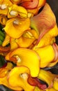 Calla-lily (Zantedeschia aethiopica)