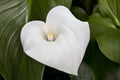 Calla-lily (Zantedeschia aethiopica) Royalty Free Stock Photo