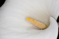 Calla-lily (Zantedeschia aethiopica)