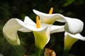 Calla lily Zantedeschia aethiopica flowers Royalty Free Stock Photo