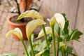 Calla lily or Zantedeschia Aethiopica plant in Zurich in Switzerland