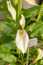 Calla lily or Zantedeschia Aethiopica plant in Zurich in Switzerland