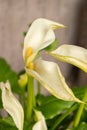 Calla lily or Zantedeschia Aethiopica plant in Zurich in Switzerland