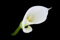 Calla lily or Zantedeschia against a black background Royalty Free Stock Photo