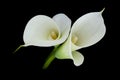 Calla lily or Zantedeschia against a black background Royalty Free Stock Photo