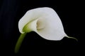 Calla lily or Zantedeschia against a black background Royalty Free Stock Photo