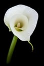 Calla lily or Zantedeschia against a black background Royalty Free Stock Photo