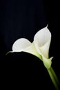 Calla lily or Zantedeschia against a black background Royalty Free Stock Photo