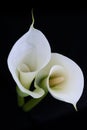 Calla lily or Zantedeschia against a black background Royalty Free Stock Photo