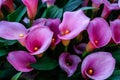 Calla lilys. Abstract background. Keukenhof Flower Park Royalty Free Stock Photo