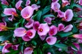 Calla lilys. Abstract background. Keukenhof Flower Park Royalty Free Stock Photo