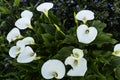 Calla Lilys in San Francisco Royalty Free Stock Photo