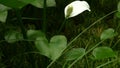 Calla marsh blooming close-up