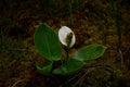 Calla palustris plant