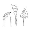 Calla set of contour drawings.Calla flower and leaves.Black and white image.Beautiful flowers.Flowers for the wedding.Vector