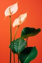 Calla tropical nature flower