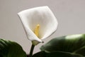 Calla on white background - beautiful white flower, houseplant Royalty Free Stock Photo